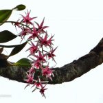 Lima mula sa pitung uri ng orchid ay endemiko ang naitala sa kabundukan ng Magpet