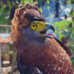 DENR-12 retrieves rescued PH Serpent Eagle in T’boli