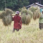 Produksyon ng palay sa Cotabato Province tumaas, ayon sa PSA