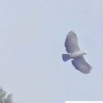 PH Eagle soars amid haze in Cotabato