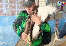 Philippine Eagle dies of electrocution in Arakan; two airgun pellets found