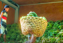 IP farmers in Alamada, Cotabato deliver 10 metric tons of fresh Cardava bananas to Davao City